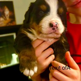 Texit OFA in - Black rust and white male Bernese Mountain Dog puppy in Strasburg, Ohio from Lois Allison