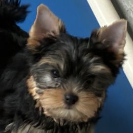 Yorkshire Terrier puppies from Pastime’s Yorkshire Terriers