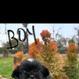 Boy 2 - Black and white male Shih Tzu puppy in Downey, California from Cali shih tzu
