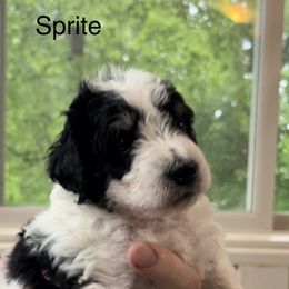 Bernedoodle Puppies from Blue Belle Hills Bernedoodles