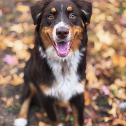 Juniper - Australian Shepherd
