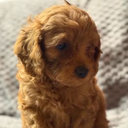 Lapis - Red Cockapoo puppy in Drexel Hill, Pennsylvania from Paws of Abundance