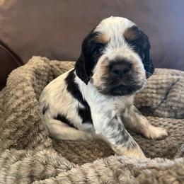 Dolly - Tri-Roan female English Springer Spaniel puppy in Wilmer, Alabama from Southbend Springers