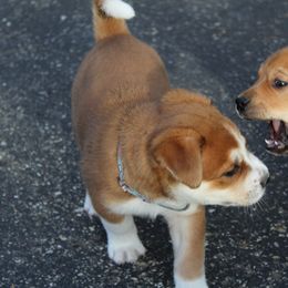Carolina Dog Puppies from Williams Sweet Carolina
