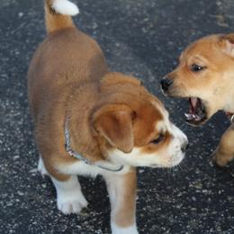 Carolina Dog Puppies from Williams Sweet Carolina