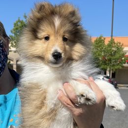 Shetland Sheepdog Puppies from Solange Shelties