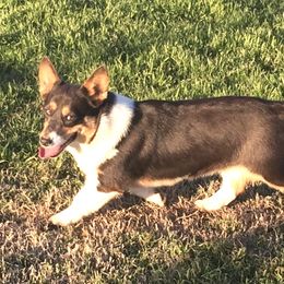 Shotzi - Pembroke Welsh Corgi