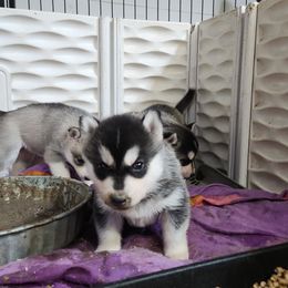 Siberian Husky Puppies from Spirit of the Moon Siberians