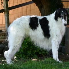 Borzoi All Grown Up from Kelcorov