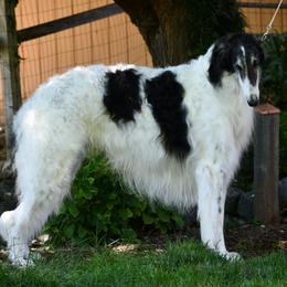 Borzoi All Grown Up from Kelcorov
