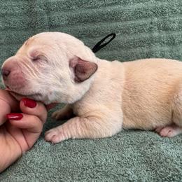 Straw 4- Black Collar - Fawn male Cane Corso puppy in Compton, California from Urban League Cane Corso
