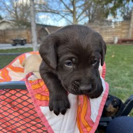 Labrador Retriever Puppies from Burks Retrievers