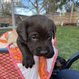 Labrador Retriever Puppies from Burks Retrievers