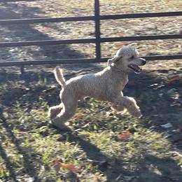 Fizz - Poodle