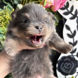 Blue and tan king - Blue and tan male Pomeranian puppy in Fayetteville, North Carolina from Tar-heel Poms