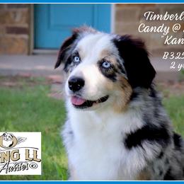 Kandy - Miniature Australian Shepherd