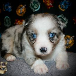Rosemary - Blue merle female Australian Shepherd puppy in El Dorado Springs, Missouri from HP Aussie Kennels