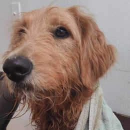 Goldendoodles and Poodles from Doodles to Poodles