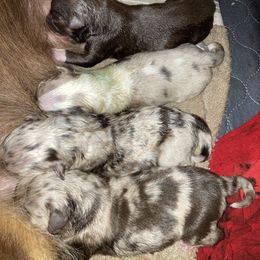 Australian Shepherd and Miniature Australian Shepherd Puppies from Southern Blessed Farm