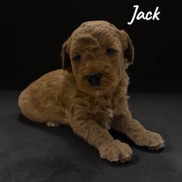 Jack - Red  male Goldendoodle puppy in Hughesville, Maryland from Fox Run Farm