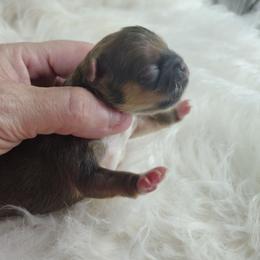 Zack - Fawn sable male Pekingese puppy in Andrews, South Carolina from Purple Diamonds Kennel