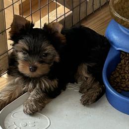 Yorkshire Terrier Puppies from Eastern Oregon Yorkshire Terriers