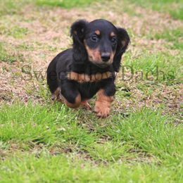 Dachshund Puppies from Sweetnlow Dachshund