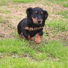 Dachshund Puppies from Sweetnlow Dachshund