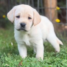 Warn - Yellow male Labrador Retriever puppy in Sweet Home, Oregon from Snowpeak English Labradors