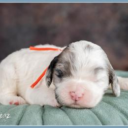 Simba - Merle male Cockapoo puppy in Connersville, Indiana from Deaz Doodle Ranch