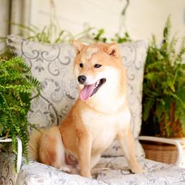 Kinsugi - Shiba Inu
