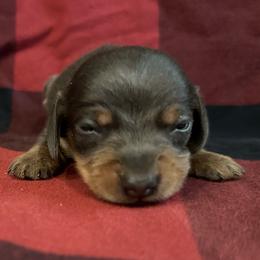 Spur - Gray (blue) and cream male Dachshund puppy in Copperhill, Tennessee from Tuff Country Farm