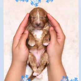 Iceland - Red  female Goldendoodle puppy in Kissimmee, Florida from Poodle Doodle Kennels