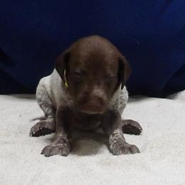 SUBZERO - Liver roan female German Shorthaired Pointer puppy in Osceola, Missouri from Bird Dog Ranch