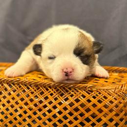 Bumble Bee - Sable female Pembroke Welsh Corgi puppy in Arcanum, Ohio from Weissway Corgis