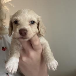 Optimus Prime (O.P.) - Cream male Dachshund puppy in Tampa, Florida from Mini Dachshund Duo Pups