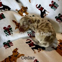 Dachshund Puppies from The Greyline Dogs