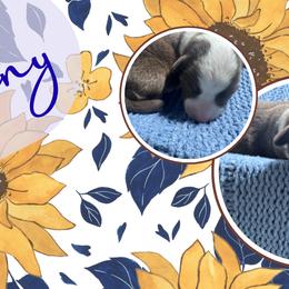 Sunny - Liver and white male American Corgi puppy in Westminster, Maryland from Serendipity Corgi's