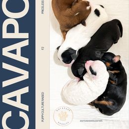 Cavapoo puppies from Dot & Dash Doodles