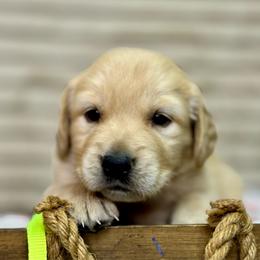 Miss Neon Green - Dark golden female Golden Retriever puppy in Tonasket, Washington from Denzil’s Goldens