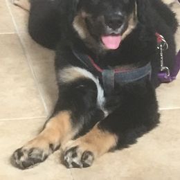 Bernese Mountain Dog, Golden Mountain Dog, and Golden Retriever Puppies from Canyon Meadows Farm