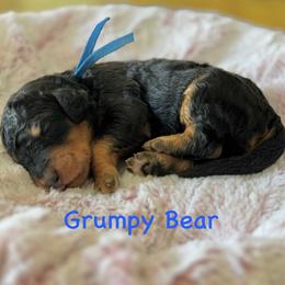 Grumpy Bear- Blue Collar - Phantom male Goldendoodle puppy in Bay City, Texas from Charming Doods Goldendoodles