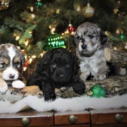 Goldendoodle and Aussiedoodle Puppies from Sister Doodles