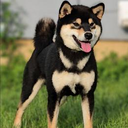 CH Tachi - Shiba Inu