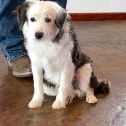 Hes got freckles - Blue merle male Aussiedoodle puppy in Lawton, Oklahoma from Lindsey’s Aussies