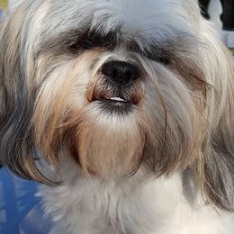 Shih Tzus from Abbey Lane