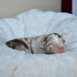 Sophia - Red merle female Australian Shepherd puppy in Guthrie, Oklahoma from BB Blu Aussies