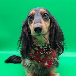 Jessie - Black and tan female Dachshund puppy in Zebulon, North Carolina from Salt of the Earth Dachshunds