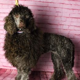 Poodles from The Poodle Patch