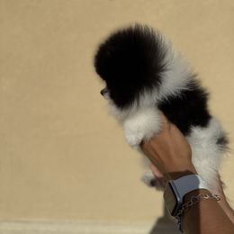 Moo Moo - Black parti male Pomeranian puppy in Corpus Christi, Texas from Crown Rose Pomeranians
